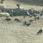 حمام سوادي طرح للصقور