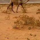 ضروبه شعلا وخفوت صفرا
