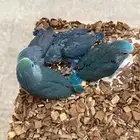 للببع ازواج اللون ازرق