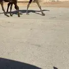 عشراء معها بكره ولقحه
