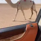 للبيع القحه الملاقي