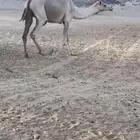 البيع