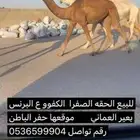للبيع الحقه الصفرا ع البرنس بعير العماني