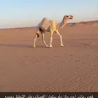 لقيه رماني طيب