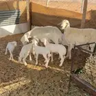 للبيع شاتين تحتها 4