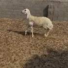 حرشا ثنيه دافع