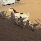 عنز دافع سونار معها جفره 8 شهور