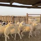 ضان حرش كفوو