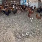 دجاج بلدي عمر 6 اشهر بشاير