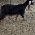 عنز عارضية حليب وافر شرط