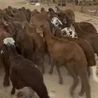طليان سواكن