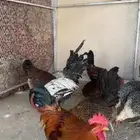 ابها