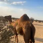 ساحليه دهما