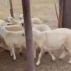 بهم تربيه للبيع