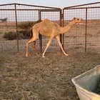 بكره حره الكسيحه