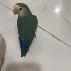 طيور روز