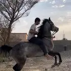 فرس شعبيه