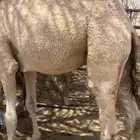 قعود مفرود عمره. فوق آلسنه طايش وحبر القويعيه