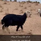 خروف فحل نجدي على جميع الشروط