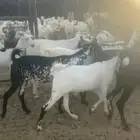 عنقان العدد 20 جذعه ثنيه رباع