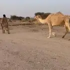 رحول مقاود