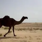 خلفه ثنو طيبه تحتها قعود طيب
