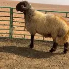 فحل نعيم صنف