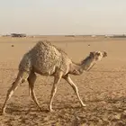 بكره للبيع