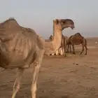 ناقه باكستانيه ضروبه
