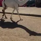 ناقة ضريبة السن رباع السوم عليها 21