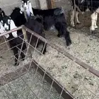 للبيع تيوس