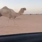 بعير أوضح رماني السن شاق