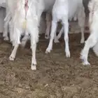 تيوس شرط للبيع جملة وقطاعي