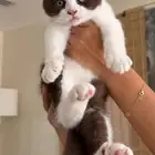 ذكر سينامون باي كلور تربل فولد