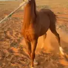 مهره عربيه كفو من النوادر