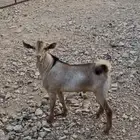 تيوس تم البيع