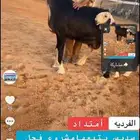 عرض شاه فاخره للبيع