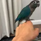 كنيور بلو شيك