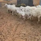 للبيع 5 من الغنم تحتها 5