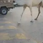 ناقه وضحا لقحه