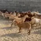 عرس حص مندي كفو وسمان العدد 30 السوم 850