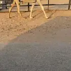 لقحه كفو