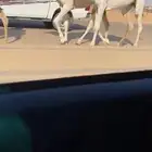 بكار وضح رمانيات كفو ثنتين لقيه وجذعه