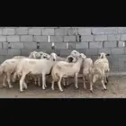 ضان مقنوي