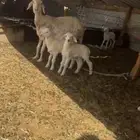 غنم للبيع حريات حرش مقاني