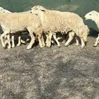 رخال وضان حريات حرش مضاريع ودفيع بفحولها