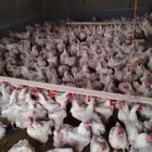 خميس مشيط