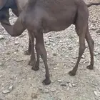 قعدان للبيع