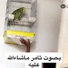 امزوني دبل هد