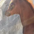 مهره تنافس الواهو ( شعبية )